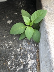 Phytolacca