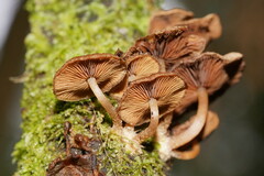 Psathyrella echinata