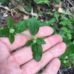 Spermacoce mauritiana