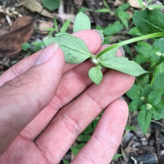 Spermacoce mauritiana