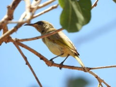 Lichmera indistincta