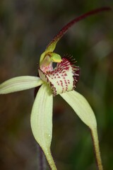 Caladenia orientalis