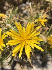 Scolymus