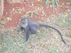 Cercopithecus mitis kolbi