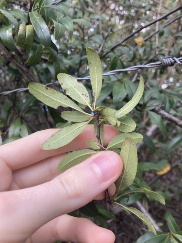 Image of Pyracantha crenulata by (c) Thomas Mesaglio, some rights reserved (CC BY)