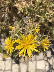 Scolymus