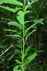 Capparis micracantha