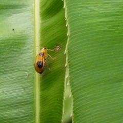 Aulacophora quadrimaculata