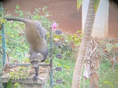 Cercopithecus mitis kolbi