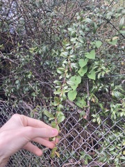 Pyracantha crenulata