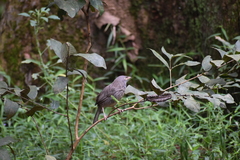 Argya striata