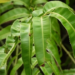 Aulacophora quadrimaculata