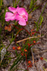 Drosera drummondii