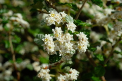 Spyridium parvifolium