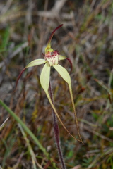 Caladenia orientalis