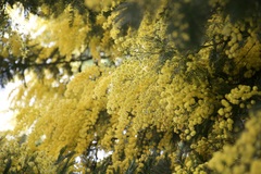 Acacia