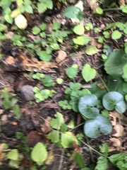 Asarum europaeum