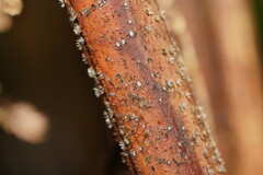 Hispidula dicksoniae