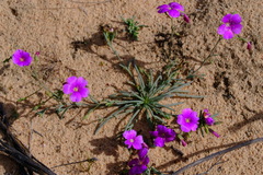 Calandrinia