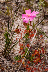 Drosera drummondii