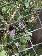 Lantana montevidensis