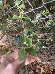 Lantana montevidensis