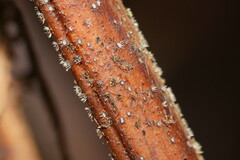 Hispidula dicksoniae