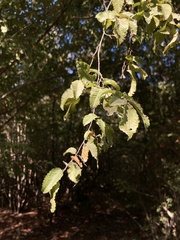Carpinus orientalis