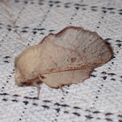 Phyllodesma suberifolia