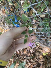 Lantana montevidensis
