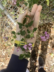 Lantana montevidensis