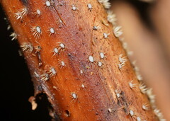 Hispidula dicksoniae