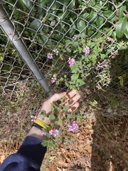 Lantana montevidensis