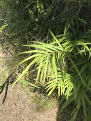 Pteris cretica