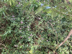 Lantana montevidensis