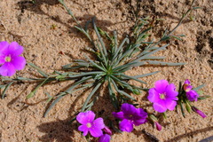 Calandrinia