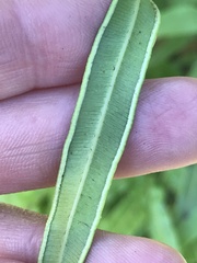 Pteris cretica