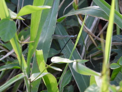 Austroargiolestes icteromelas