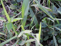 Austroargiolestes icteromelas