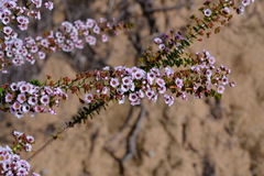 Scholtzia uberiflora