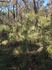 Hakea ulicina