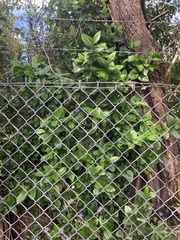Viburnum odoratissimum