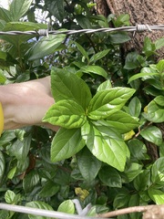 Viburnum odoratissimum