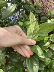 Viburnum odoratissimum