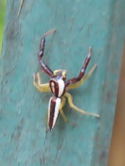 Epocilla