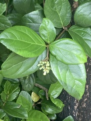 Viburnum odoratissimum