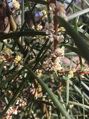 Hakea ulicina