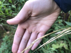 Lolium giganteum