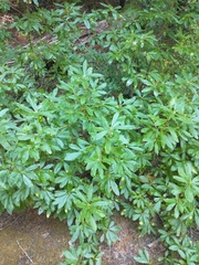 Rhododendron occidentale