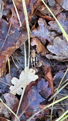 Oedipoda